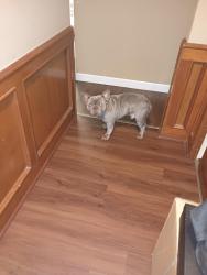 Lost Male Dog last seen Comet and 367, St. Louis, MO 63137