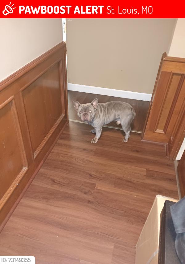 Lost Male Dog last seen Comet and 367, St. Louis, MO 63137