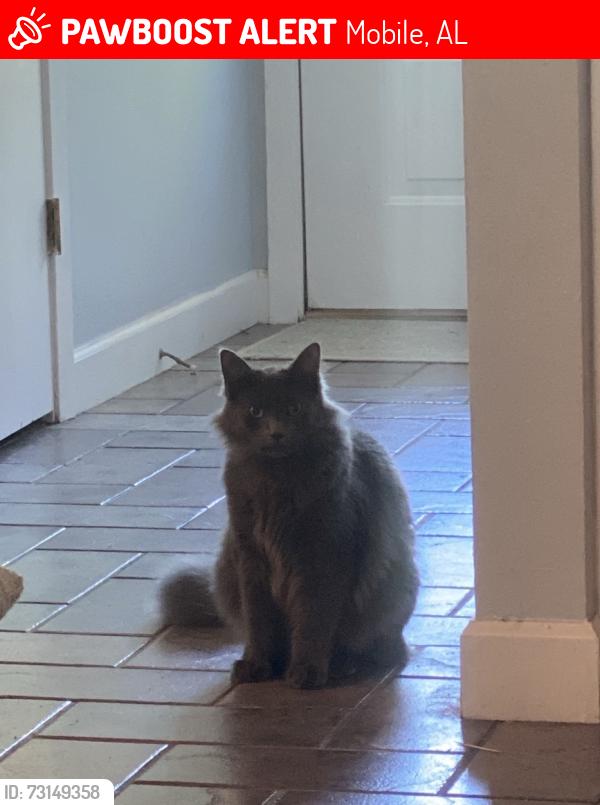 Lost Male Cat last seen Azalea, Mobile, AL 36693