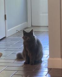 Lost Male Cat last seen Azalea, Mobile, AL 36693