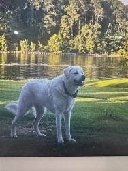 Lost Female Dog last seen Gemstone Dr. and FM 1097, Montgomery, TX 77356