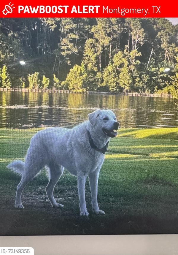 Lost Female Dog last seen Gemstone Dr. and FM 1097, Montgomery, TX 77356