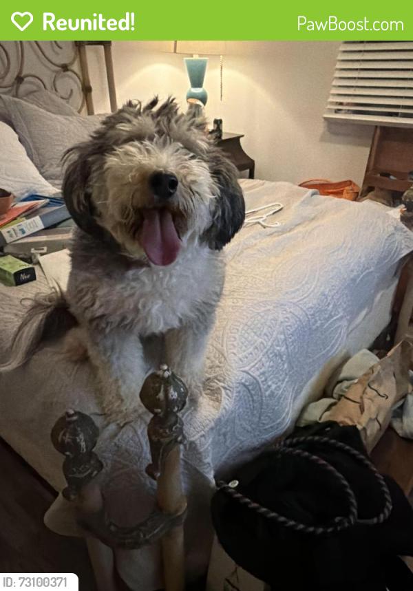 Reunited Female Dog last seen Clayton Avenue and Hazel Mill Road, Asheville, NC 28806