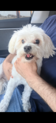 Reunited Female Dog last seen Ramona, Ontario, CA 91762