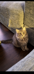Lost Male Cat last seen Lafferty, Cherry Hill Township, NJ 08002