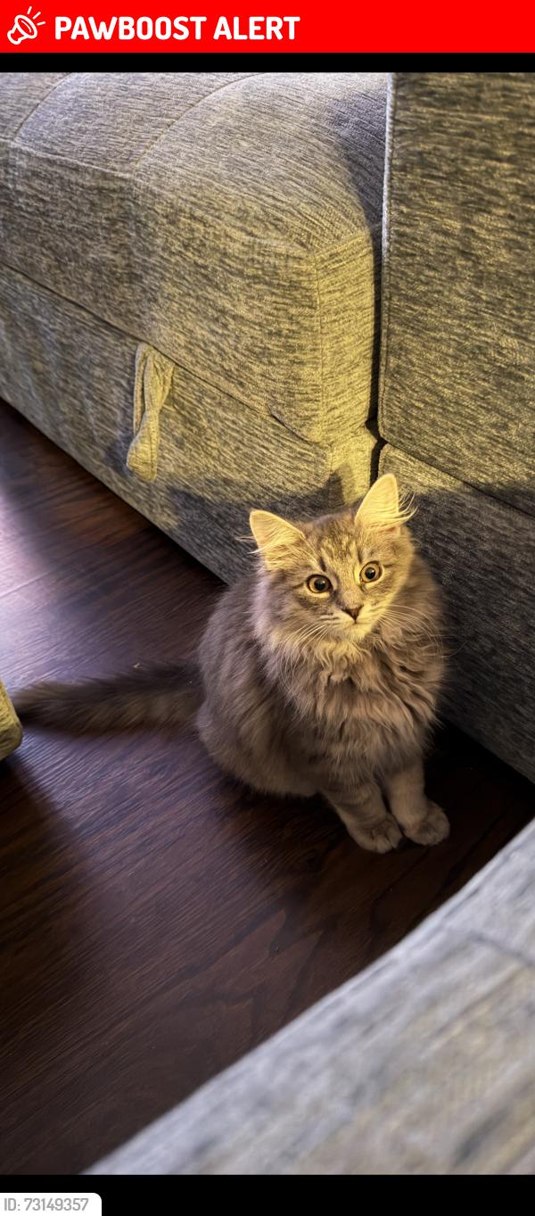 Lost Male Cat last seen Lafferty, Cherry Hill Township, NJ 08002
