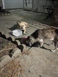Reunited Male Dog last seen Highmore drive and rankin, Houston, TX 77396