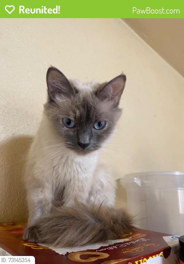 Reunited Female Cat last seen Trinity ave, last spotted in san lucas ave/olympia, Seaside, CA 93955