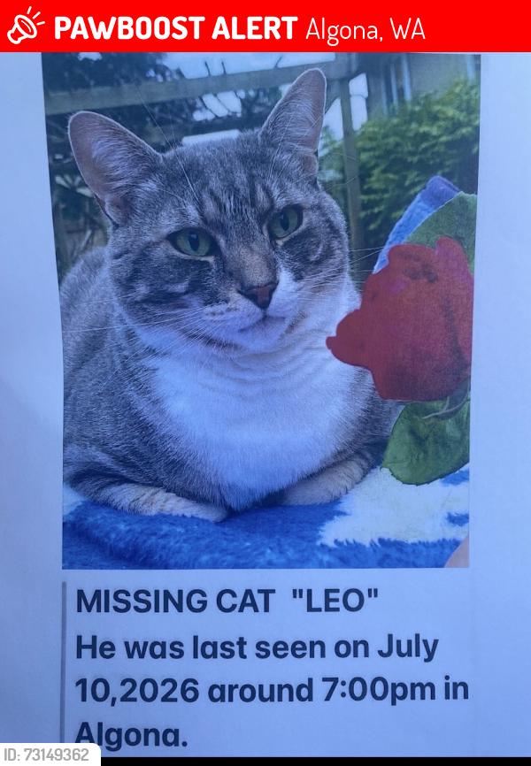 Lost Male Cat last seen Celery Ave Algona, Algona, WA 98001