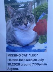 Lost Male Cat last seen Celery Ave Algona, Algona, WA 98001