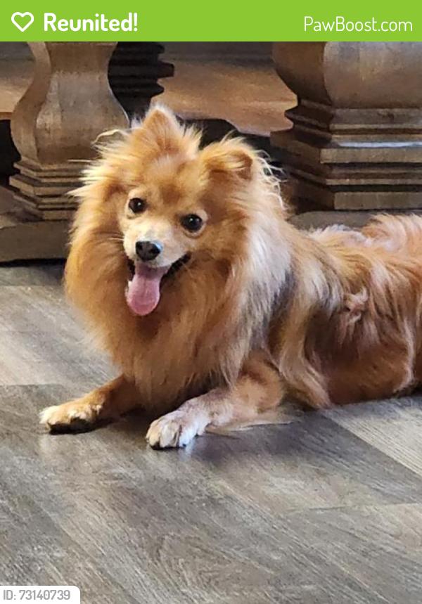 Reunited Male Dog last seen McKay highschool, Salem, OR 97305