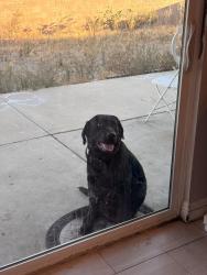 Reunited Male Dog last seen Curtis ave, Fontana, CA 92336