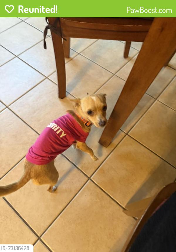 Reunited Female Dog last seen Camp Edison, Shaver Lake, CA 93602