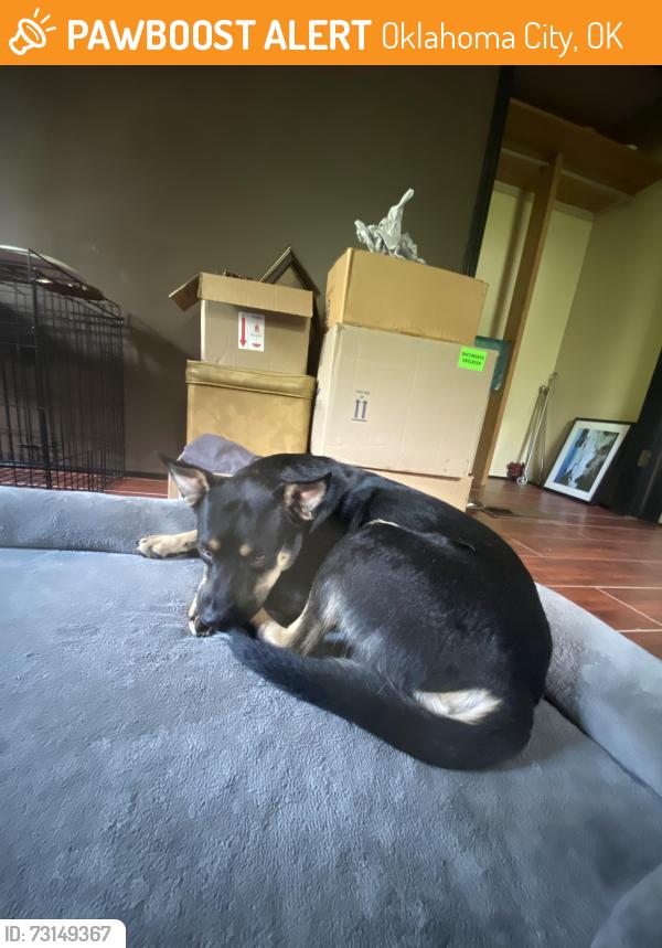 Found/Stray Male Dog last seen Sw 89th st and s western ave, Oklahoma City, OK 73139