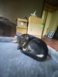 Found/Stray Male Dog last seen Sw 89th st and s western ave, Oklahoma City, OK 73139