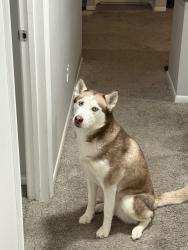 Lost Female Dog last seen Community north hosp, Indianapolis, IN 46256