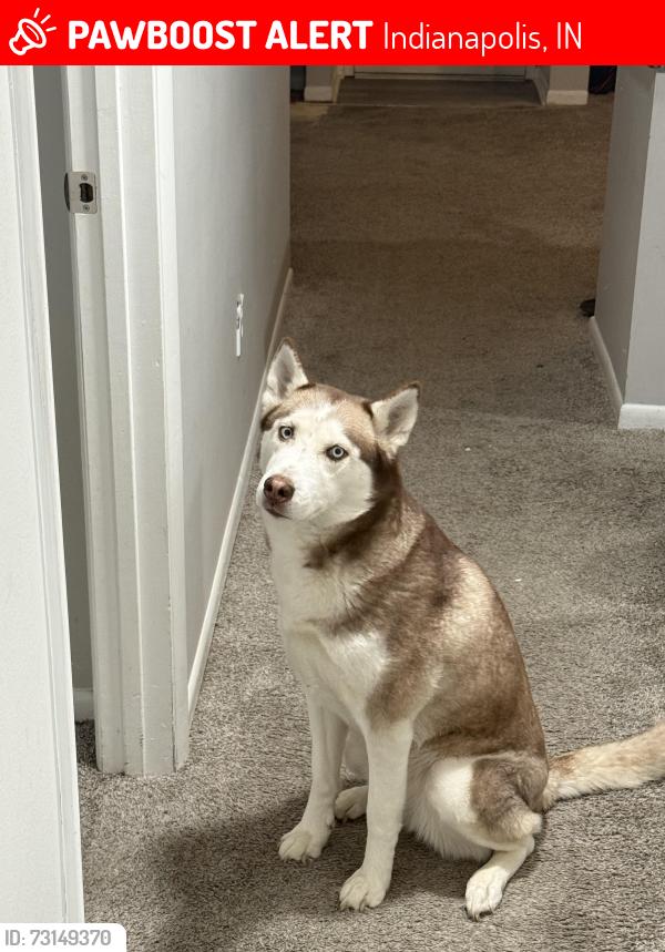 Lost Female Dog last seen Community north hosp, Indianapolis, IN 46256
