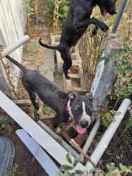 Found/Stray Unknown Dog last seen Harvard Ave and Zuni, Denver, CO 80219