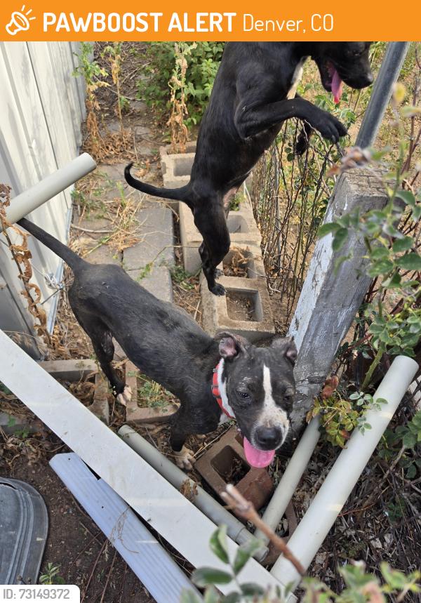 Found/Stray Unknown Dog last seen Harvard Ave and Zuni, Denver, CO 80219