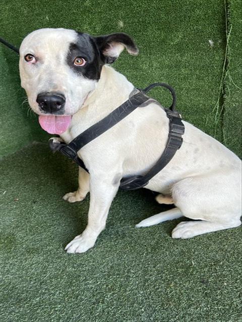 Shelter Stray Male Dog last seen , 5210 W Ave I, Lancaster, CA 93536, USA