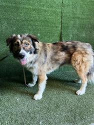 Shelter Stray Male Dog last seen , 5210 W Ave I, Lancaster, CA 93536, USA