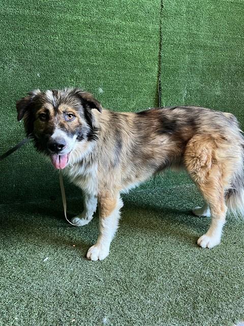 Shelter Stray Male Dog last seen , 5210 W Ave I, Lancaster, CA 93536, USA