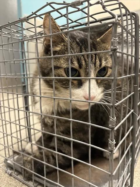 Shelter Stray Male Cat last seen Near BLOCK PEACEFUL HILLS AVE, 655 N Mojave Rd, Las Vegas, NV 89101, USA