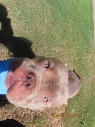 Shelter Stray Male Dog last seen 19TH AVE & NORTHERN, 5501 E Van Buren St, Phoenix, AZ 85008, USA