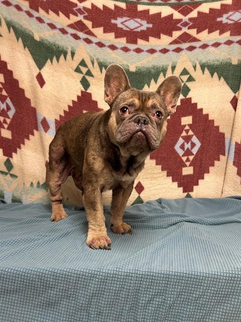 Shelter Stray Male Dog last seen , 38550 Sierra Hwy, Palmdale, CA 93550, USA