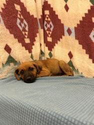 Shelter Stray Unknown Dog last seen , 38550 Sierra Hwy, Palmdale, CA 93550, USA