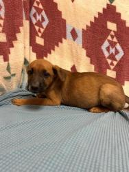 Shelter Stray Unknown Dog last seen , 38550 Sierra Hwy, Palmdale, CA 93550, USA