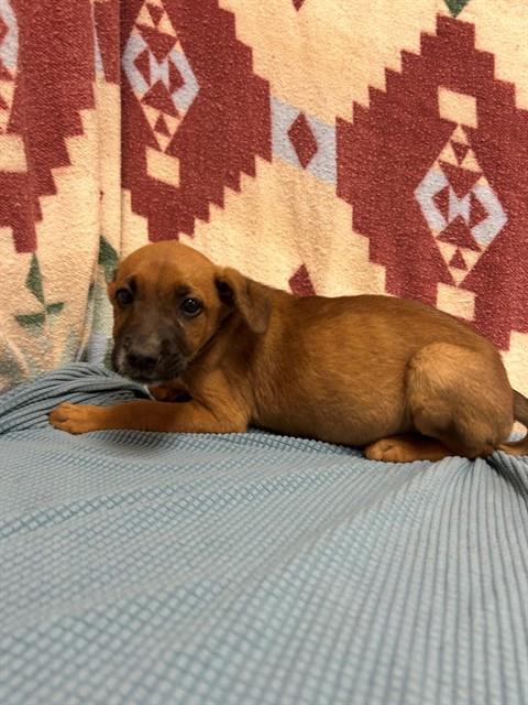 Shelter Stray Unknown Dog last seen , 38550 Sierra Hwy, Palmdale, CA 93550, USA