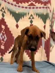 Shelter Stray Unknown Dog last seen , 38550 Sierra Hwy, Palmdale, CA 93550, USA