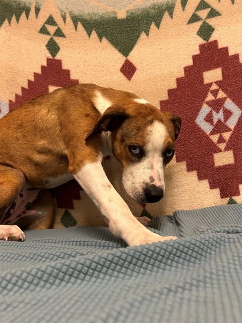 Shelter Stray Female Dog last seen , 38550 Sierra Hwy, Palmdale, CA 93550, USA