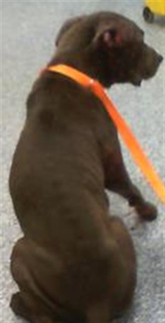 Shelter Stray Female Dog last seen CHARLOTTE, 8315 Byrum Dr, Charlotte, NC 28217, USA