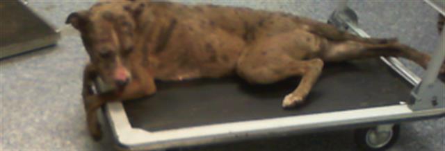 Shelter Stray Female Dog last seen CHARLOTTE, 8315 Byrum Dr, Charlotte, NC 28217, USA
