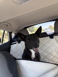 Reunited Female Dog last seen Clinton Keith & Inland Valley Rd, Wildomar, CA 92595