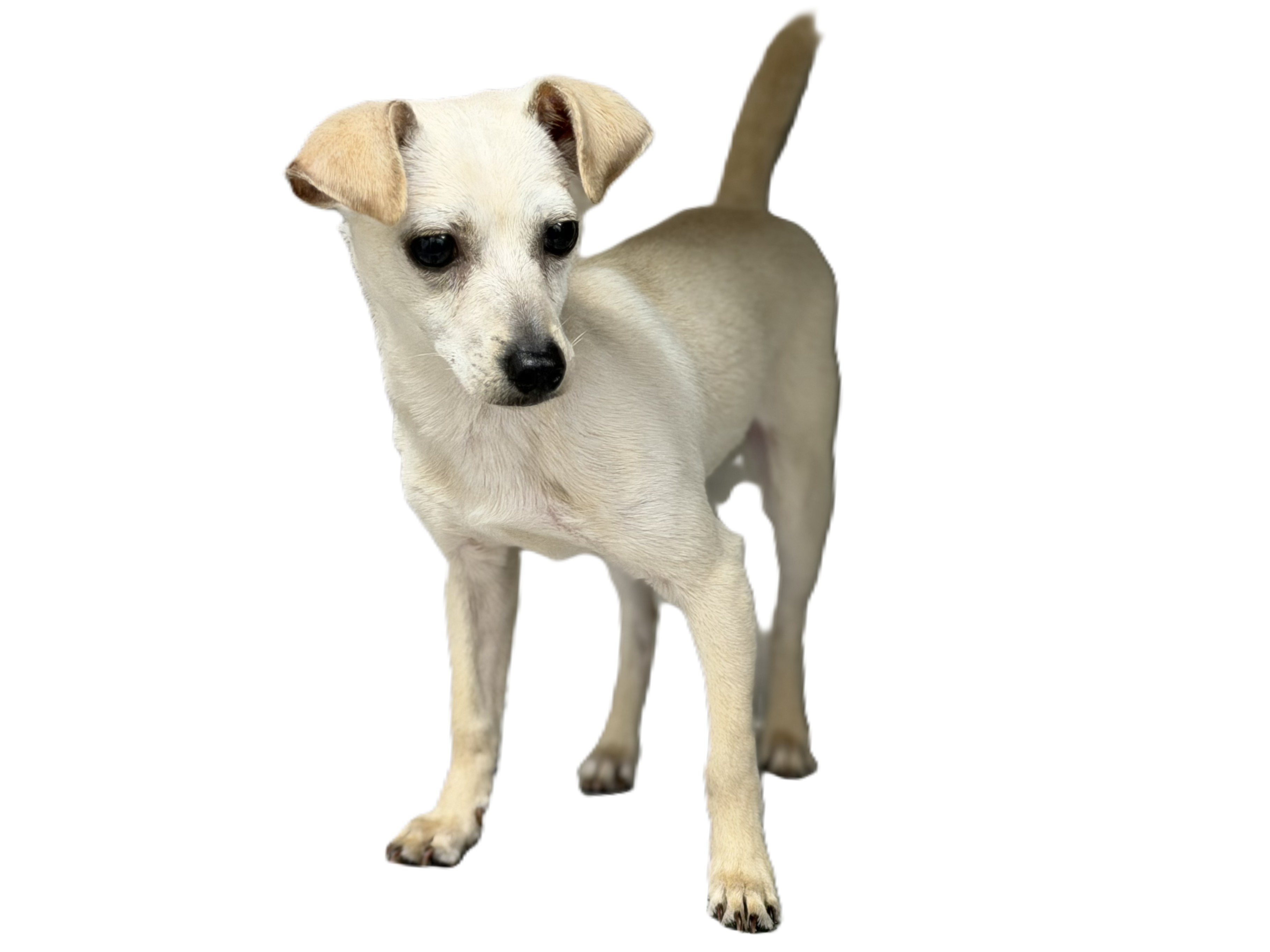 Shelter Stray Male Dog last seen , 3201 Lacy St, Los Angeles, CA 90031, USA