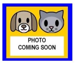 Shelter Stray Female Cat last seen SENISA SPRINGS, 4710 TX-151, San Antonio, TX 78227, USA
