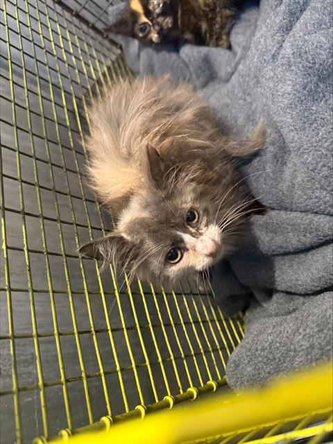 Shelter Stray Female Cat last seen SENISA SPRINGS, 4710 TX-151, San Antonio, TX 78227, USA