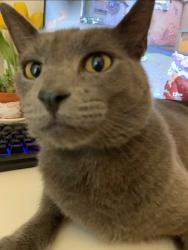 Lost Male Cat last seen Discovery Street, Plano, TX 75094