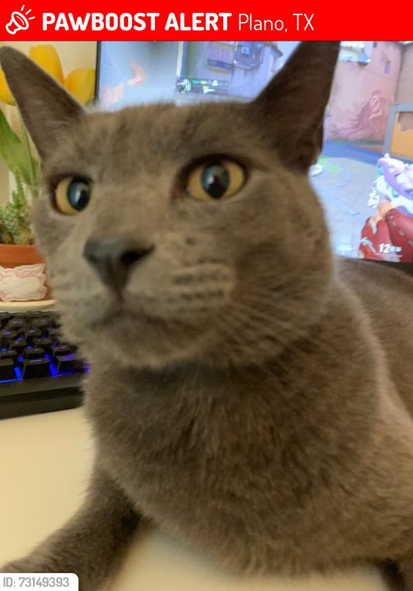 Lost Male Cat last seen Discovery Street, Plano, TX 75094