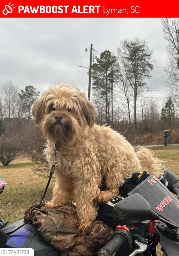Lost Female Dog last seen Dollar store Lyman, Lyman, SC 29365