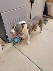 Reunited Male Dog last seen Near E Pampa Ave, Mesa, AZ 85212, USA, Mesa, AZ 85212