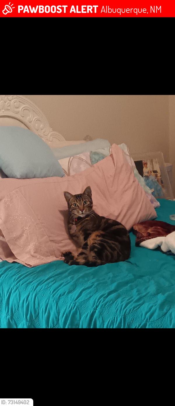 Lost Female Cat last seen Volcano Vista, Albuquerque, NM 87102