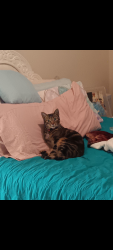 Lost Female Cat last seen Volcano Vista, Albuquerque, NM 87102