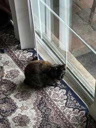 Lost Female Cat last seen Donald Ross/ military tr, Palm Beach Gardens, FL 33418