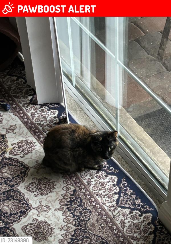 Lost Female Cat last seen Donald Ross/ military tr, Palm Beach Gardens, FL 33418