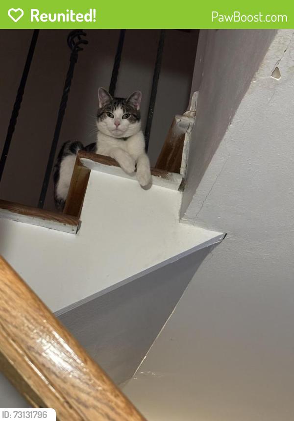 Reunited Male Cat last seen High street and arapahoe, Centennial, CO 80121