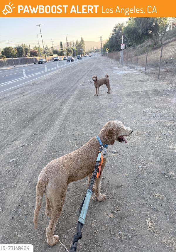 Found/Stray Unknown Dog last seen Foothill Blvd, Los Angeles, CA 91342